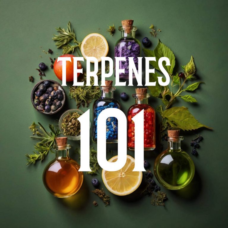 Terpenes 101: How These Compounds Affect Cannabis Flavor, Aroma, and Effects