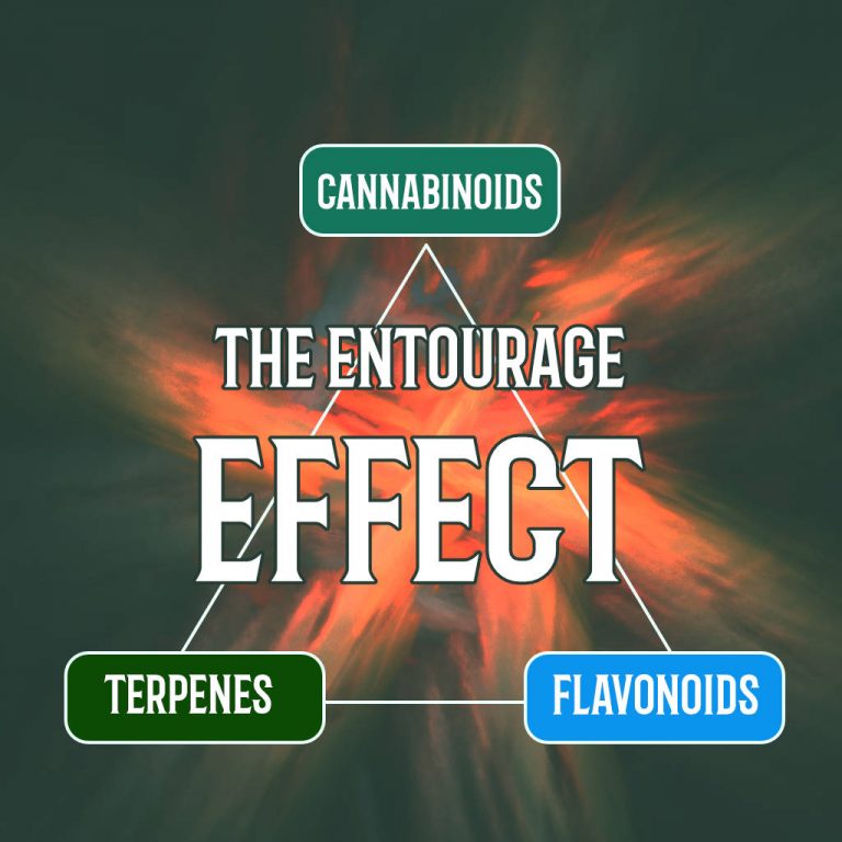 Understanding the Entourage Effect: How Cannabis Compounds Work Together